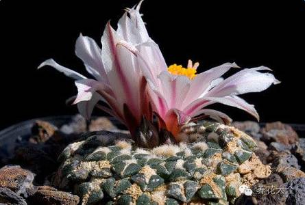 稀有和昂贵的多肉有哪些 (五种濒临灭绝的多肉)