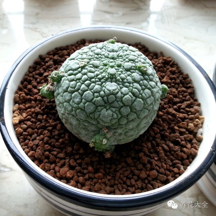 稀有和昂贵的多肉有哪些 (五种濒临灭绝的多肉)