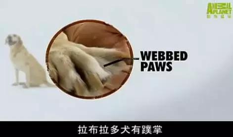 拉布拉多是不是家养的最佳犬种,萨摩耶拉布拉多犬是哪里的犬种