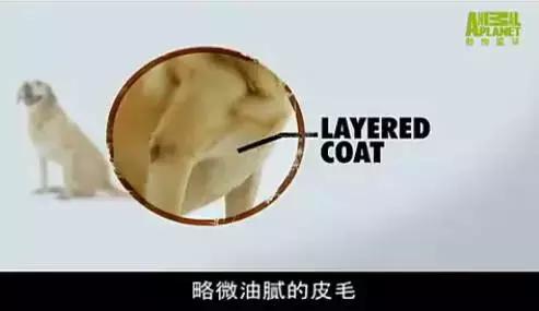 拉布拉多是不是家养的最佳犬种,萨摩耶拉布拉多犬是哪里的犬种