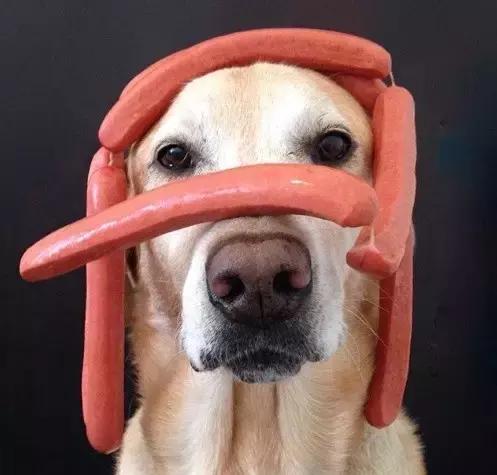 拉布拉多是不是家养的最佳犬种,萨摩耶拉布拉多犬是哪里的犬种