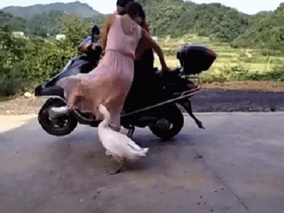 河北细狗抓兔子视频,抓兔子的细狗