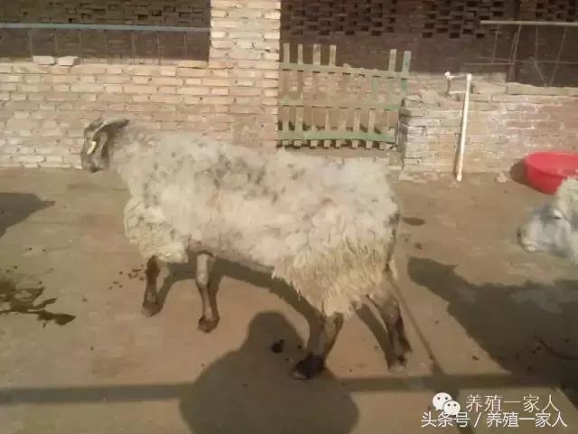 羊群出现羊吃毛羊互相啃毛怎么办,羊群出现黑羊怎么回事