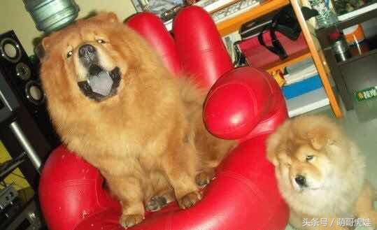 松狮和小汪星人,主人给家里的猫找了女朋友