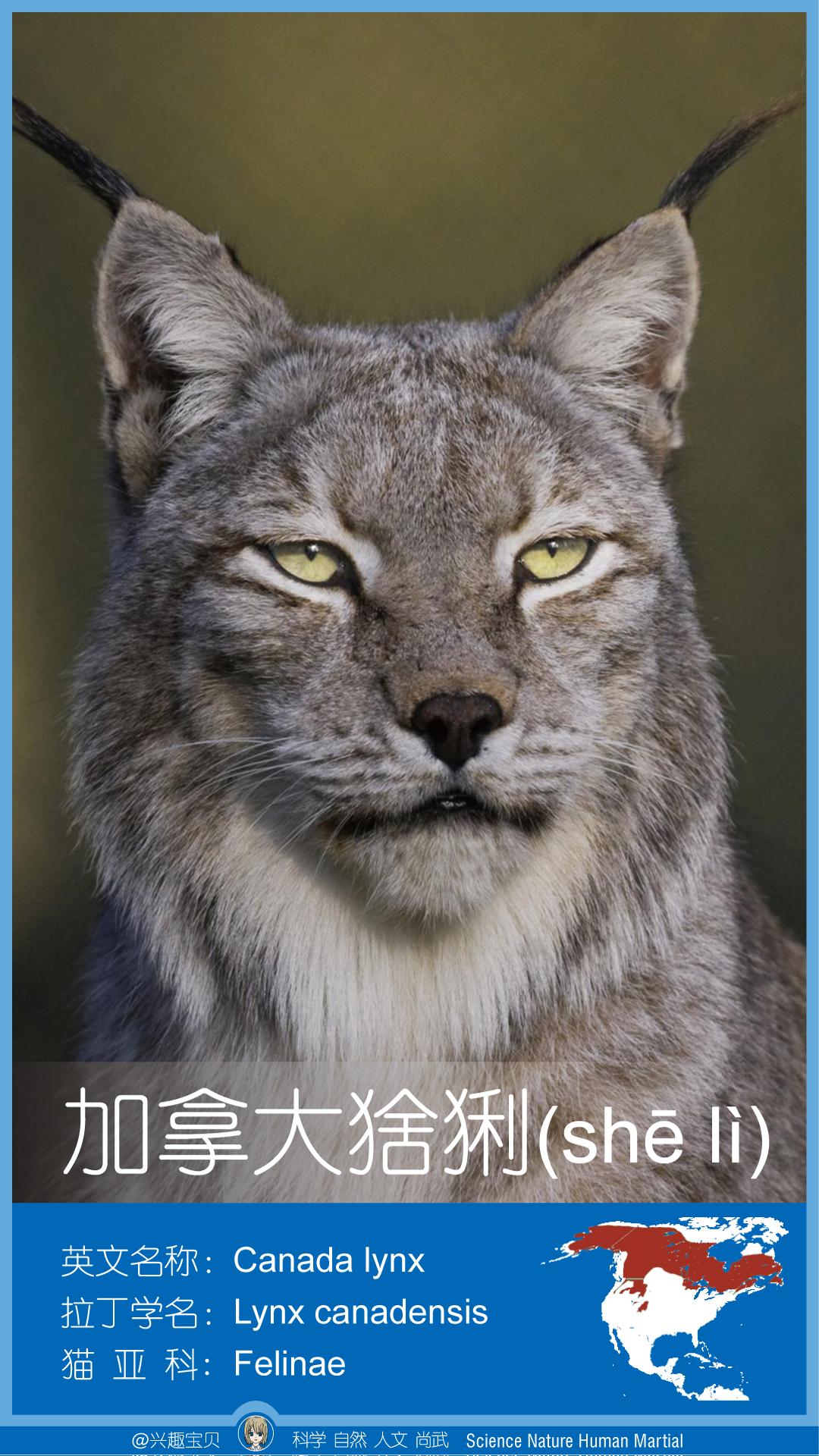 所有36种猫科动物排行,兴趣宝贝21期