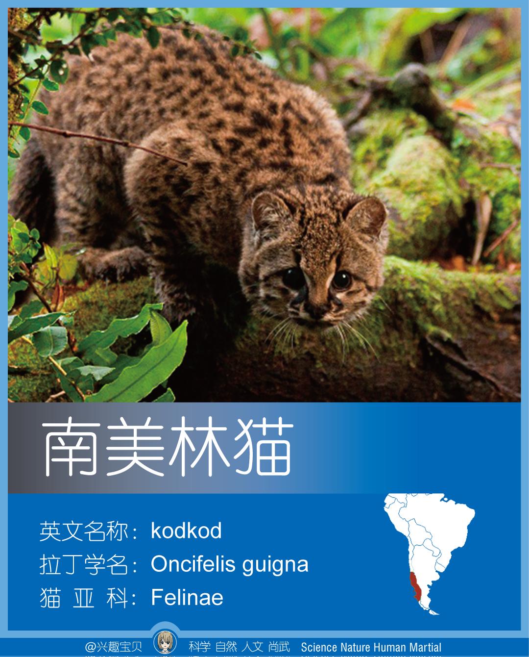 所有36种猫科动物排行,兴趣宝贝21期