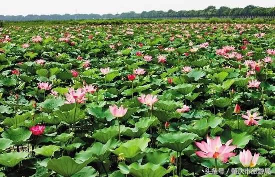 广肇城际轻轨最新官方消息,广肇城际在广州哪儿上车