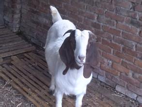 波尔山羊痘的诊断与防治,山羊羊痘怎么治疗视频