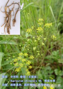 护肝退热的草药,清热散火平肝利胆的野草有哪些