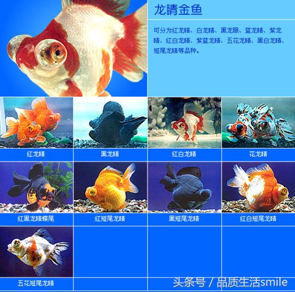 金鱼品种介绍视频大全,泰狮金鱼品种