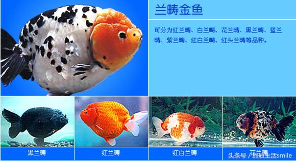 金鱼品种介绍视频大全,泰狮金鱼品种