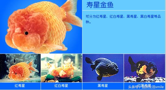 金鱼品种介绍视频大全,泰狮金鱼品种
