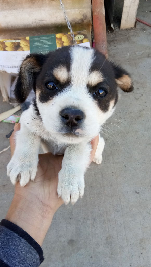 网友花1000块钱买二哈问纯不纯,在网上买二哈刚到家