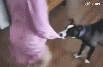 宠物吃辣条搞笑视频,什么宠物吃辣条会中毒