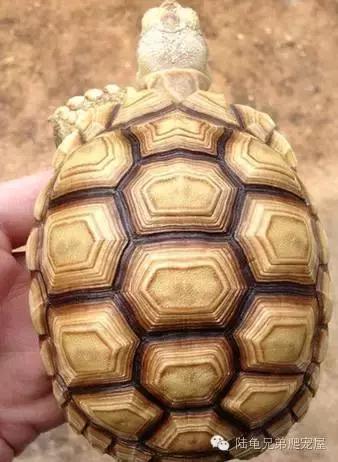 苏卡达生长快吗,如何辨别激素苏卡达