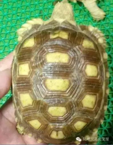 苏卡达生长快吗,如何辨别激素苏卡达