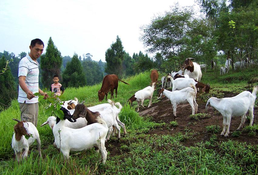 波尔山羊痘的诊断与防治,山羊羊痘怎么治疗视频