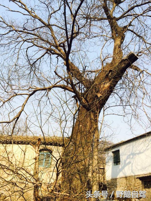 碣石村旅游攻略,野鹅自驾西藏视频