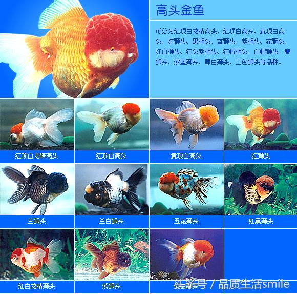 金鱼品种介绍视频大全,泰狮金鱼品种