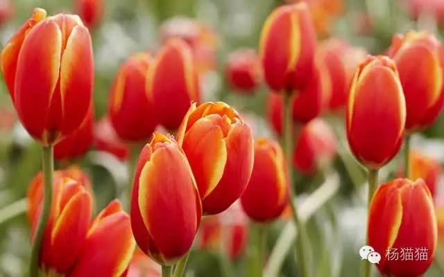 郁金香花语可以送给女朋友吗,郁金香花语寓意卡片