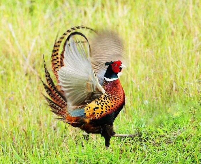 野鸡需要什么样的环境,野鸡生长情况