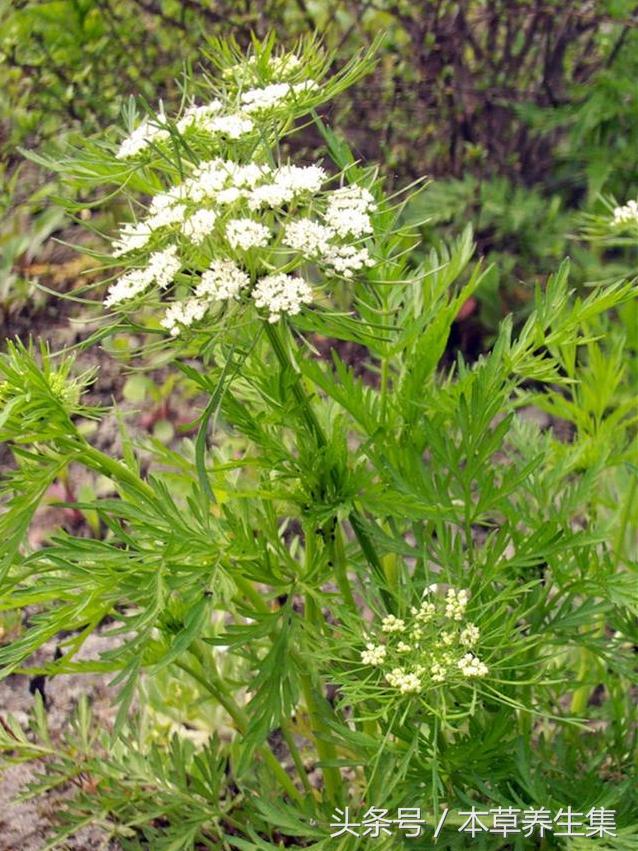 一味形似小伞的植物，却是治疗妇科炎症的良药！