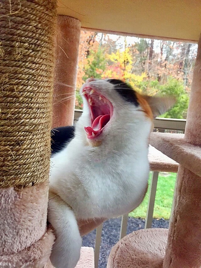 梅西养了一只会踢足球的猫,盘点梅西的猫咪