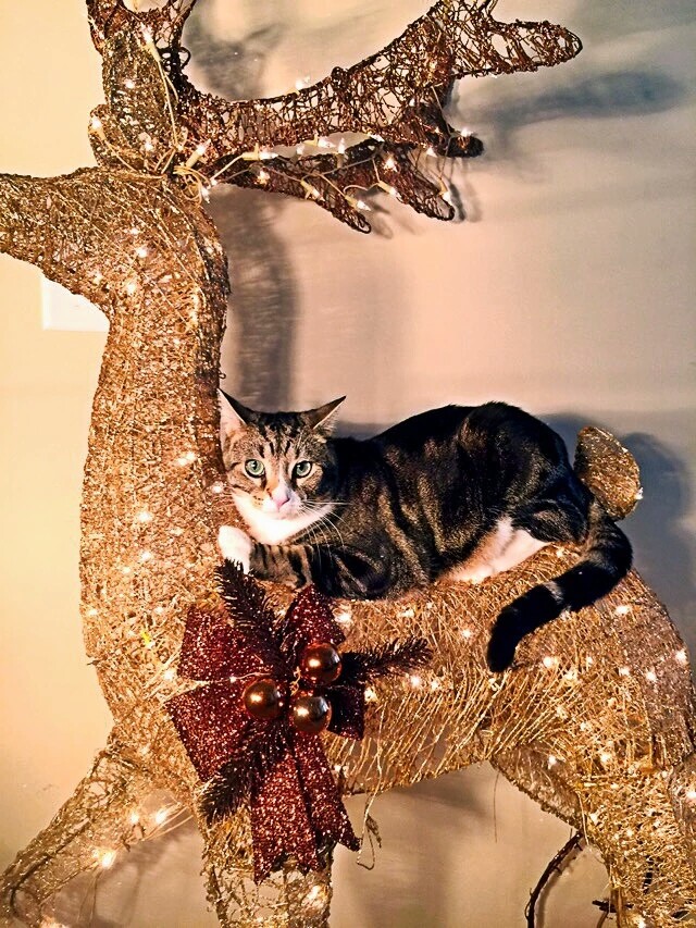 梅西养了一只会踢足球的猫,盘点梅西的猫咪