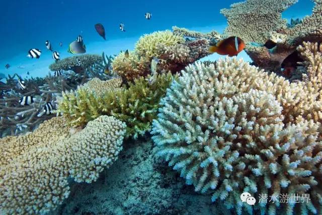 免签岛国斐济颠覆你对潜水的感官体验
