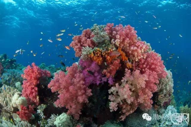 免签岛国斐济颠覆你对潜水的感官体验