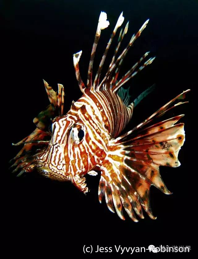 免签岛国斐济颠覆你对潜水的感官体验