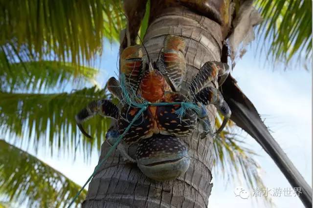 免签岛国斐济颠覆你对潜水的感官体验