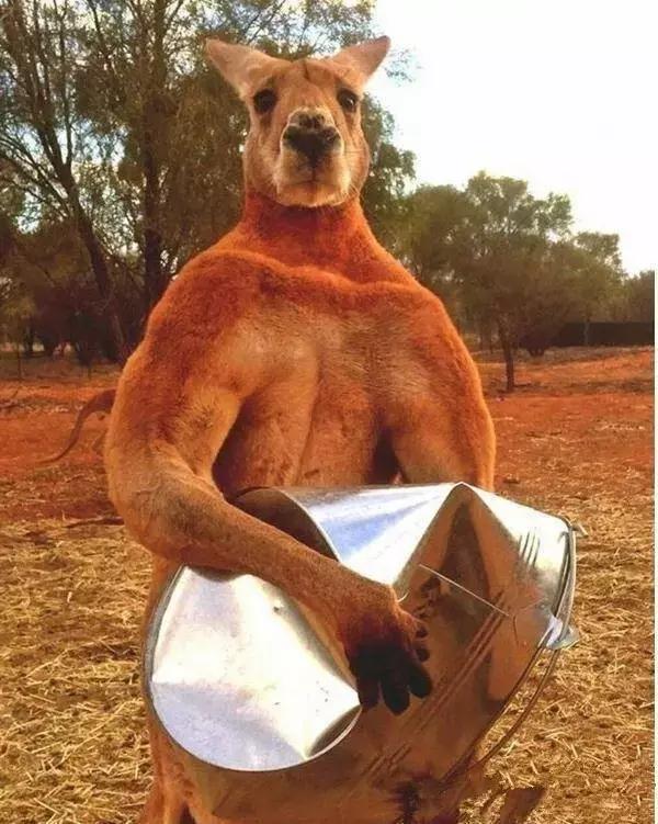 袋鼠和獒犬打架,袋鼠大战德国獒犬