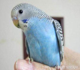 想不想成为杨过?教你怎么驯服虎皮鹦鹉,让你的鹦鹉变雕兄