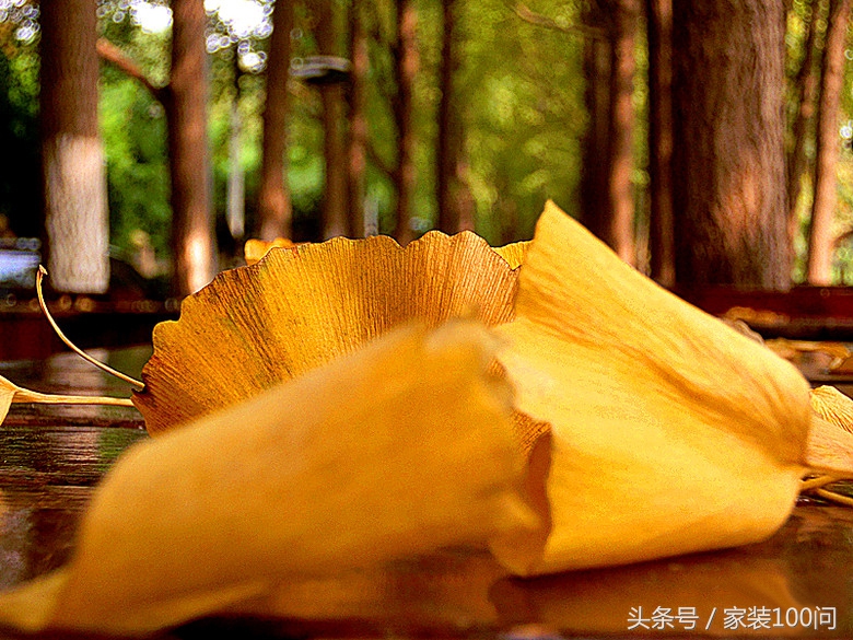 伙呆！杭州遇上地中海，是场最美丽的意外！