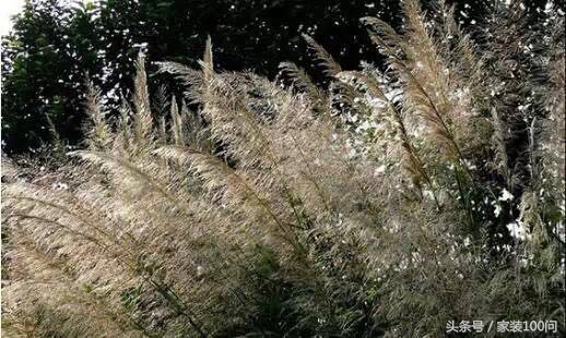 伙呆！杭州遇上地中海，是场最美丽的意外！