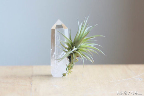 空气凤梨病变,空气凤梨烂心怎么处理