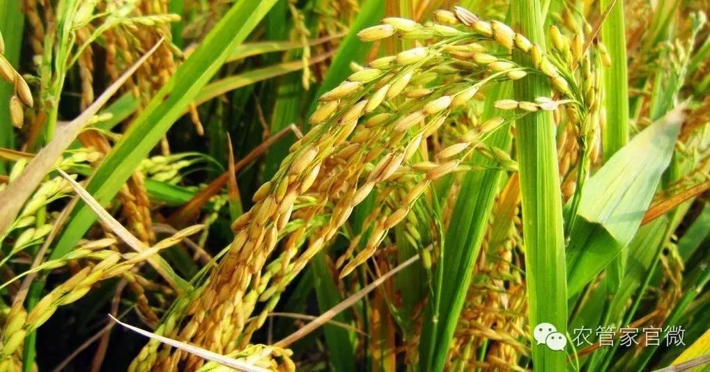 稻谷行情近日粮价为什么这么低,现在稻谷的价格是涨还是跌