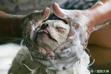 养宠攻略给猫洗澡的步骤和流程,超详细的给狗狗洗澡教程