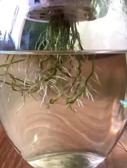 红掌烂根怎么处理最好,红掌烂根怎么救