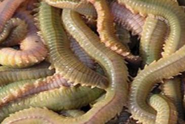 三明有没有好吃的啊,三明美食推荐必吃第一名