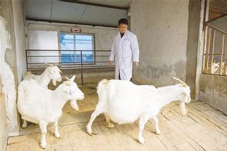 羊产道脱出怎么治疗,成年羊子宫感染处理方法