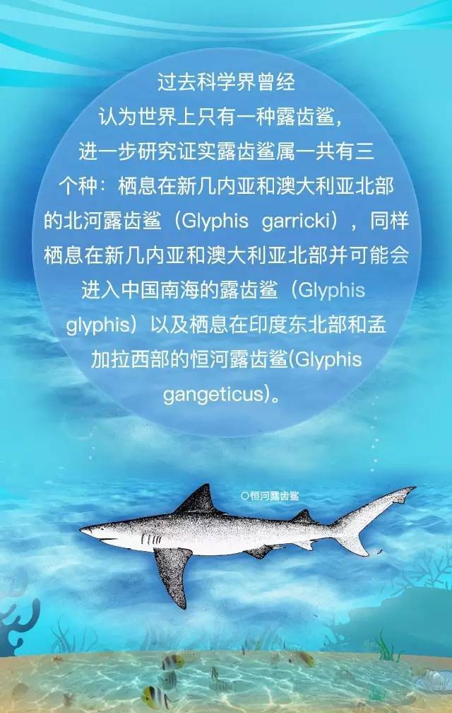 鲨鱼可以潜入海底吗,淡水鲨鱼深海鲨鱼