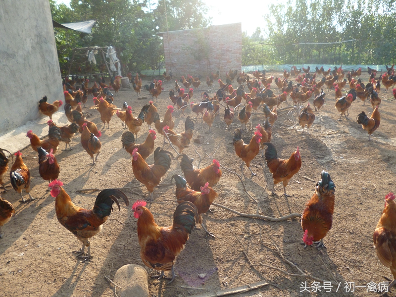 养孔雀麻烦吗,养孔雀为什么不吉利