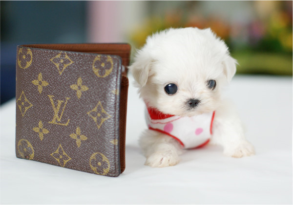 哪一种狗狗最贵,狗狗价格排行榜前十最贵