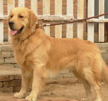 哪一种狗狗最贵,狗狗价格排行榜前十最贵