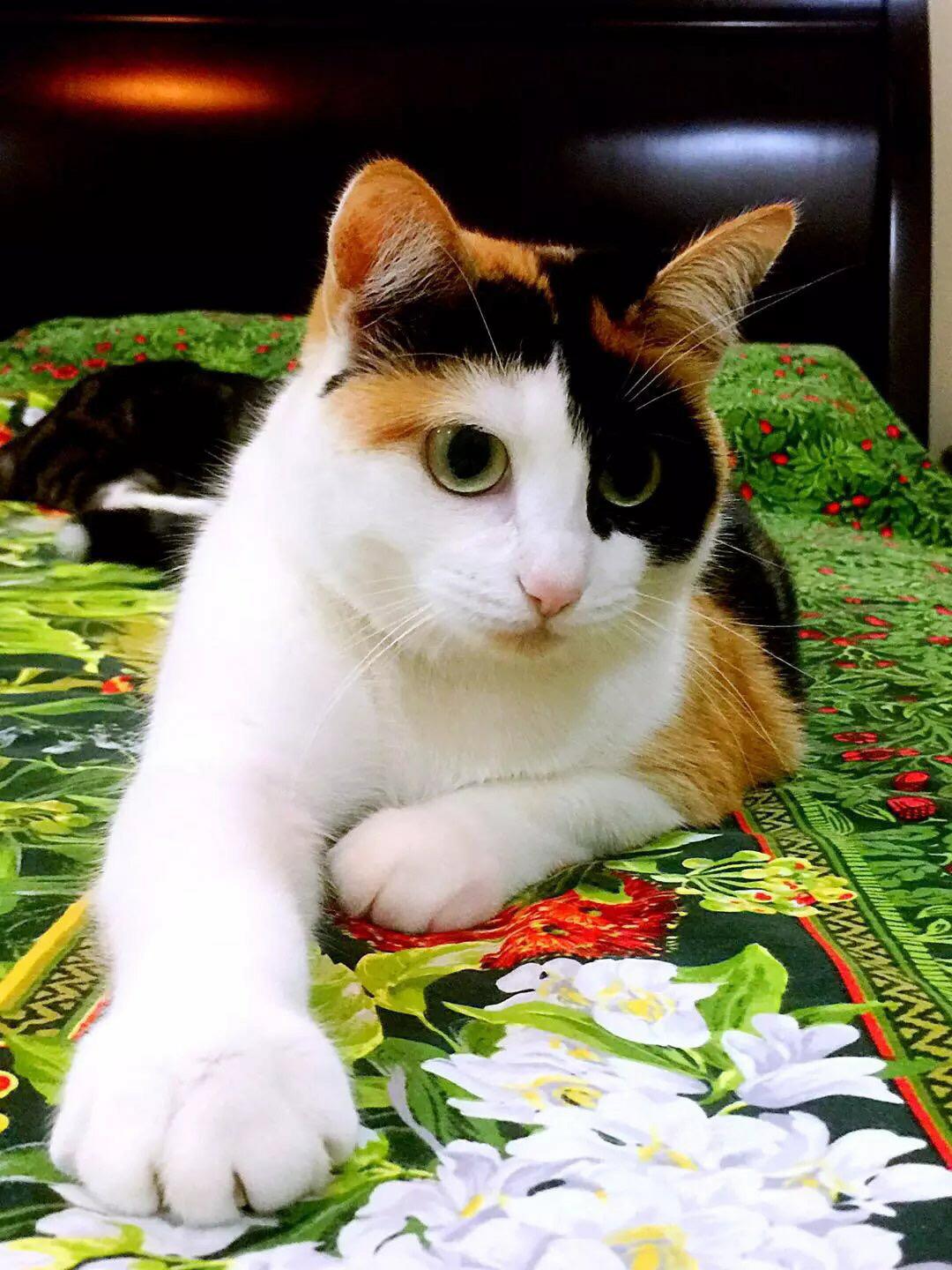 梅西养了一只会踢足球的猫,盘点梅西的猫咪