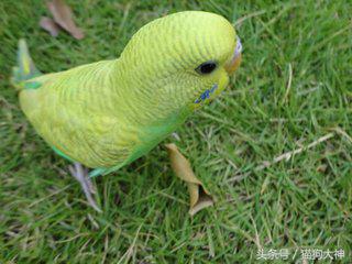 想不想成为杨过?教你怎么驯服虎皮鹦鹉,让你的鹦鹉变雕兄