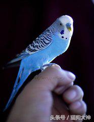 想不想成为杨过?教你怎么驯服虎皮鹦鹉,让你的鹦鹉变雕兄