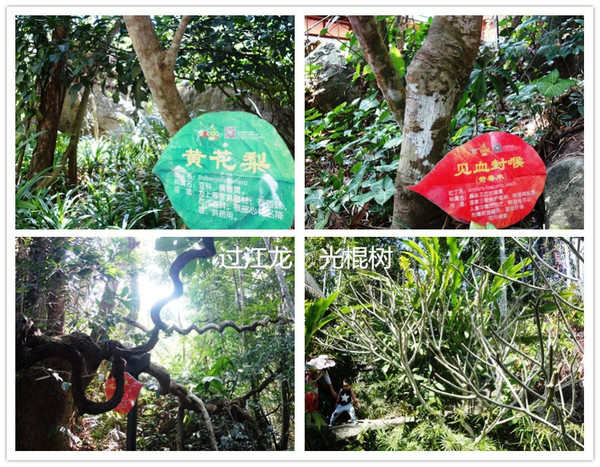 全家到三亚,全家去三亚过春节费用